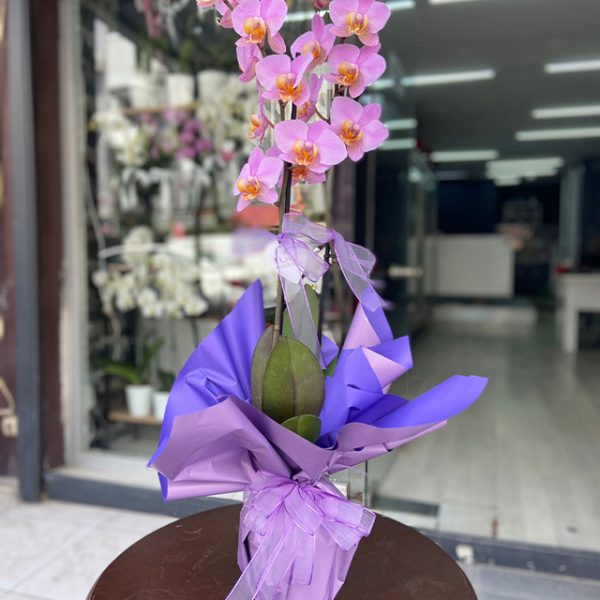 #ÇA 0827 Çift Dal Phalaenopsis Pembe Orkide Çiçeği